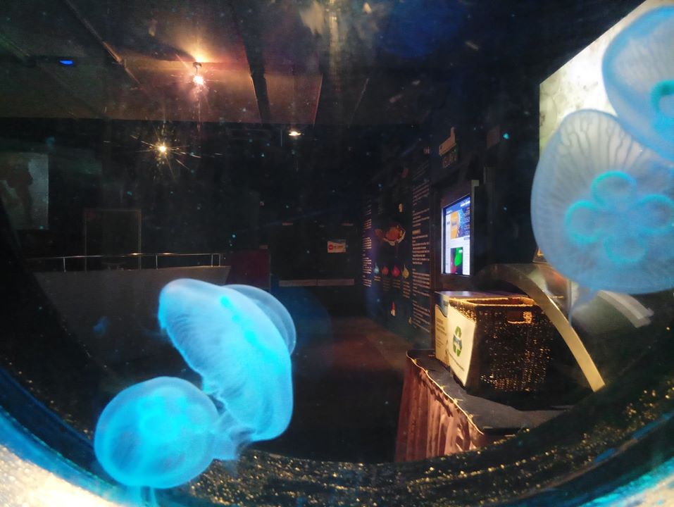 meduza