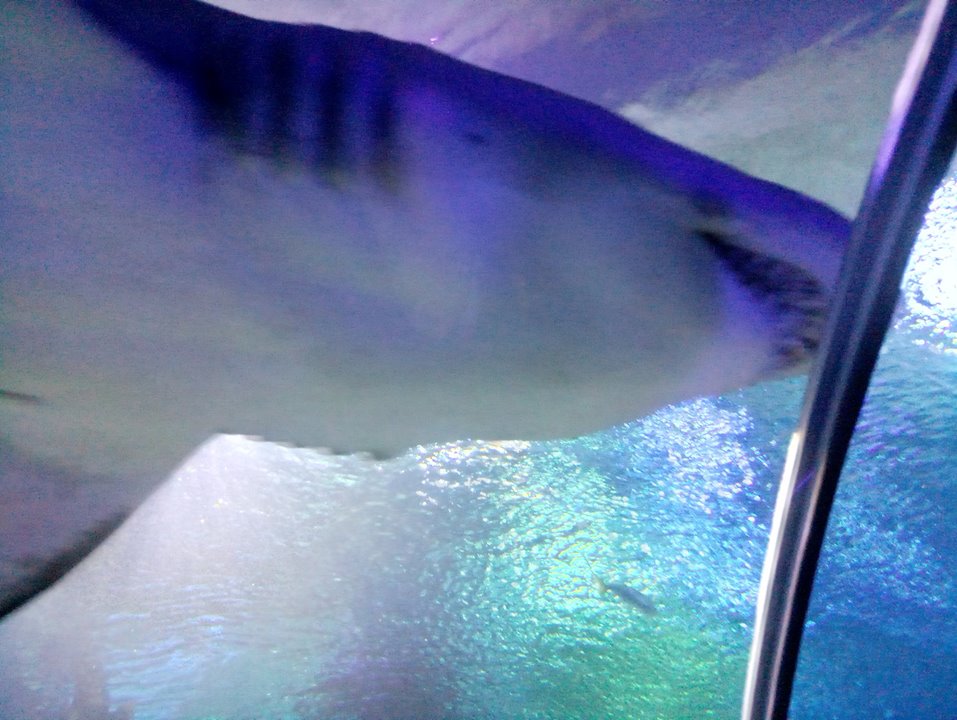 akula