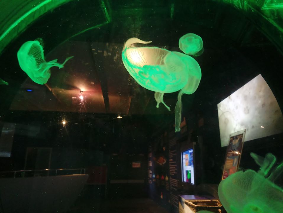 meduza
