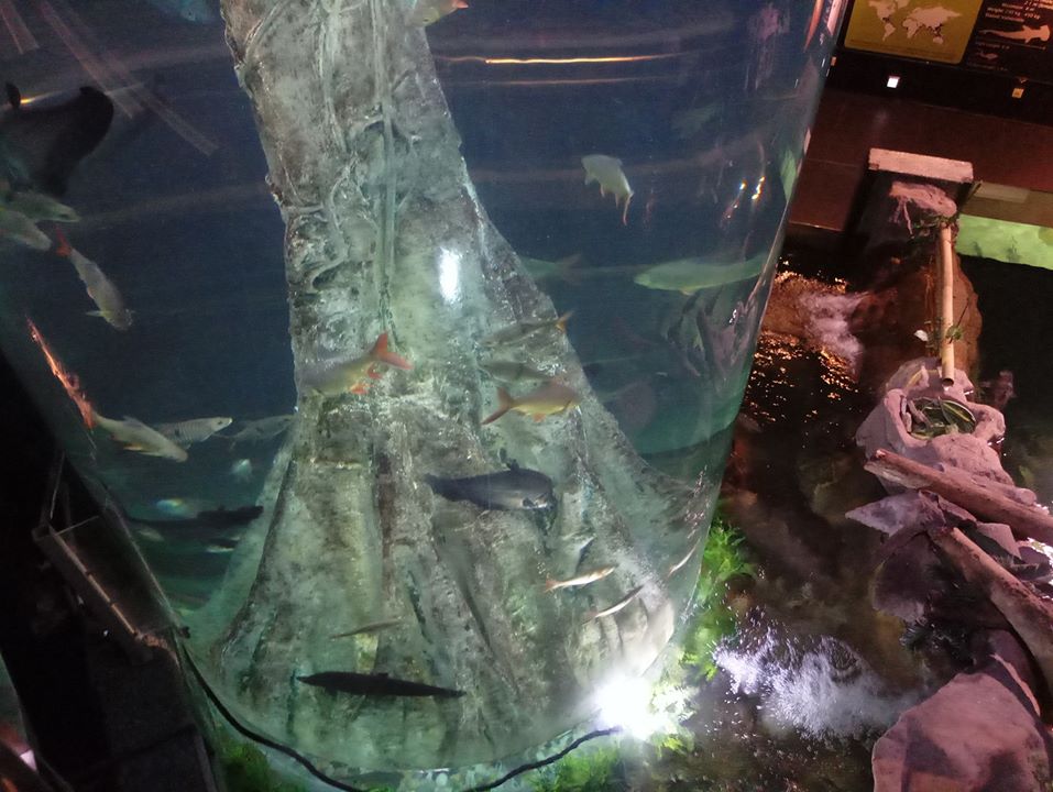 ulkan akvarium