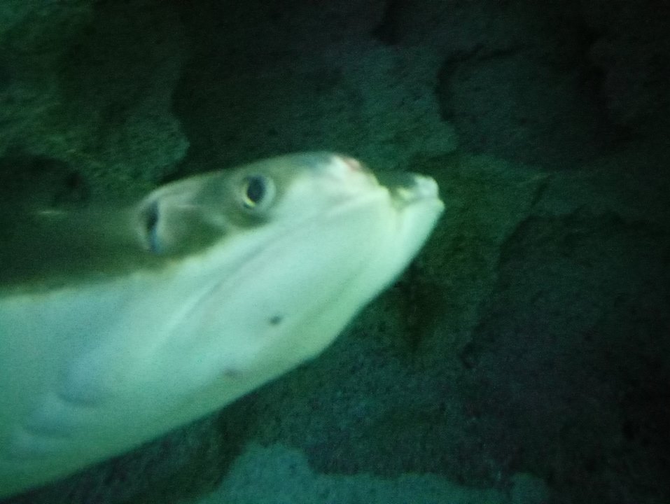 skat